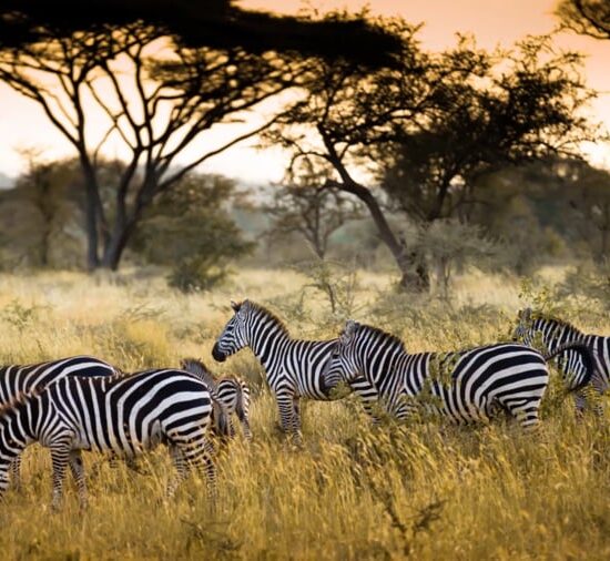 10-Day Wildlife Safari in Kenya and Tanzania