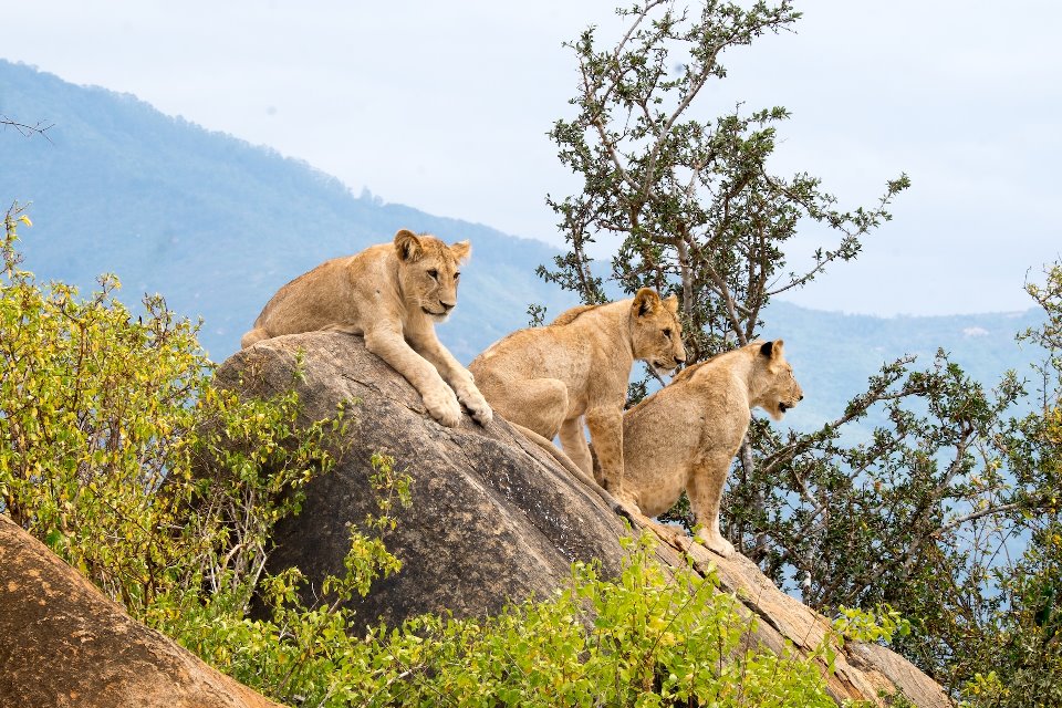 4 Days of Amboseli and Tsavo Safari