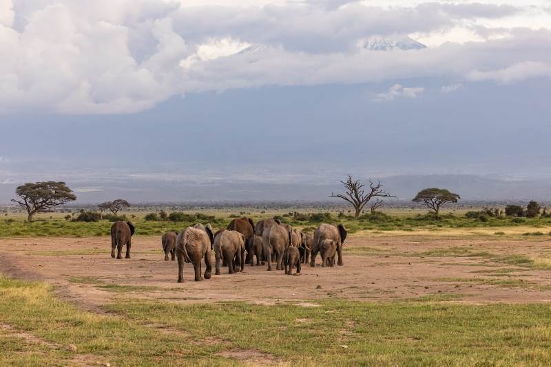 6 Days of Amboseli, Tsavo West, and Tsavo East