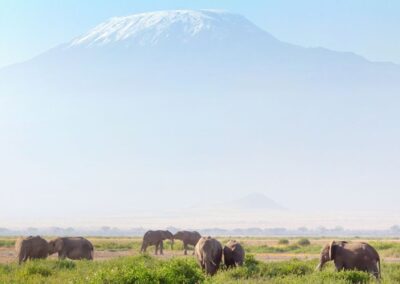 Amboseli Safari