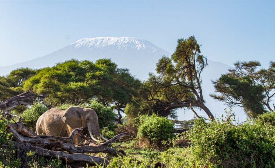 Kenya Wildlife Adventure Safari