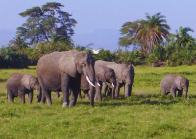 Amboseli Safari