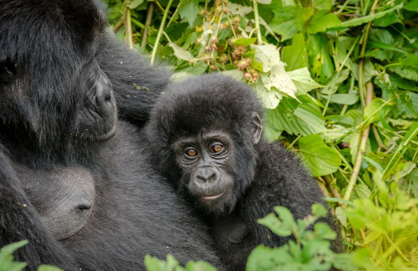 5 Days Rwanda & Uganda Gorilla Trekking Safari