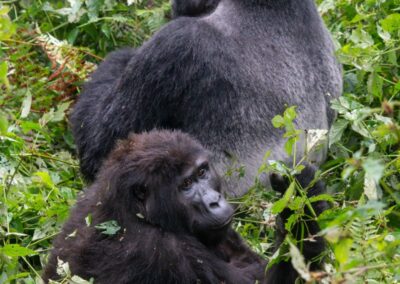 Uganda Gorilla Safari