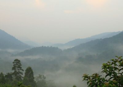 Bwindi Gorilla Safari