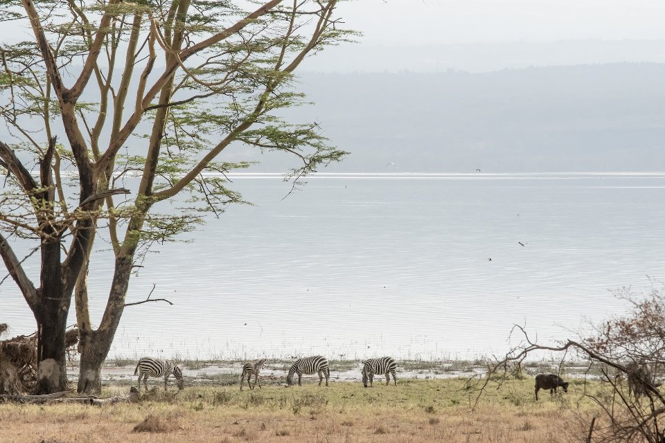 3 Days Exploring Lake Nakuru & Lake Naivasha