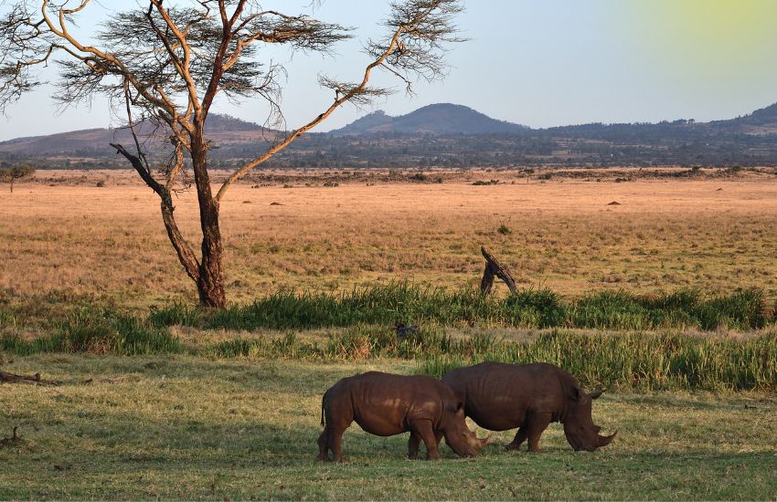 4 Day Luxury Lewa Safari