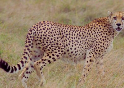 Masai Mara Safari