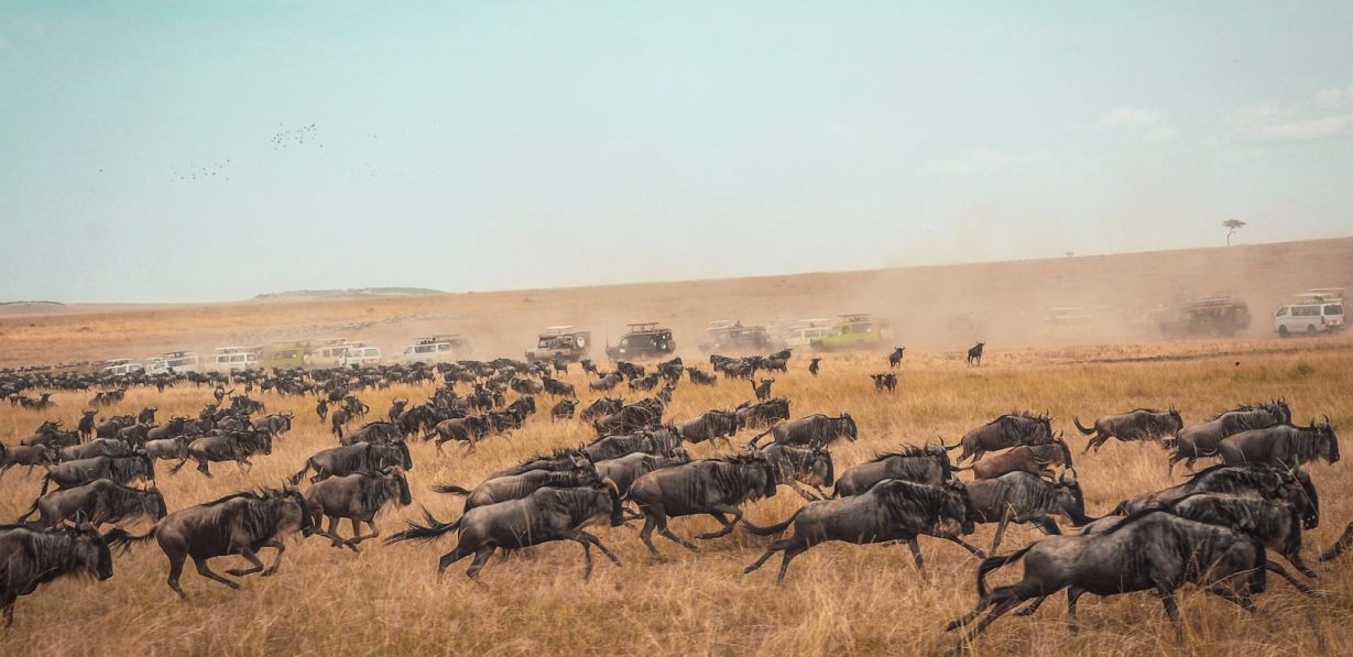 Masai Mara National Reserve