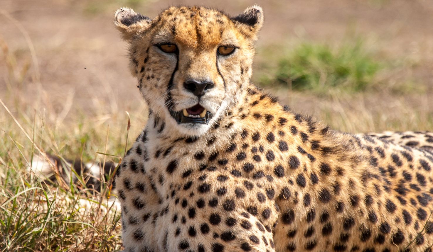 Maasai Mara National Reserve