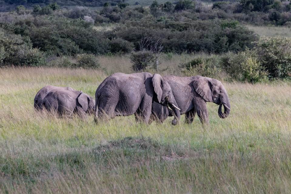 3 Days Safari in Maasai Mara