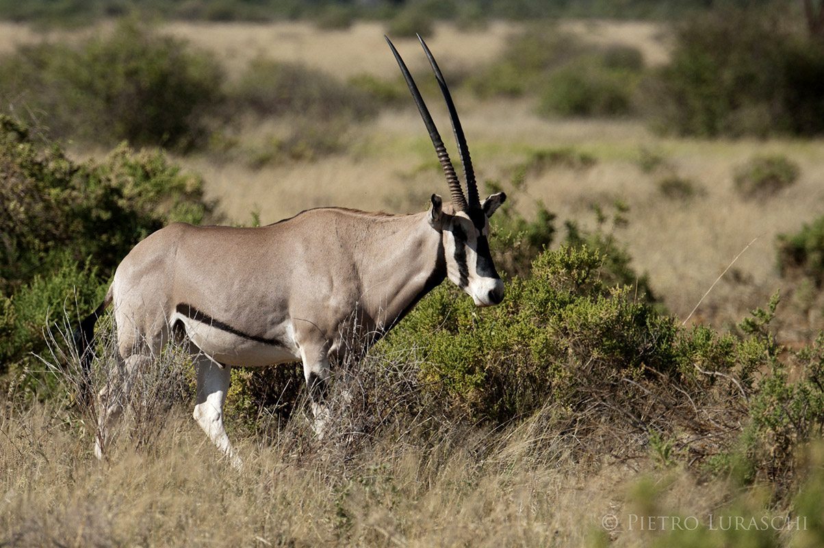 10 Days Kenya Private Safari