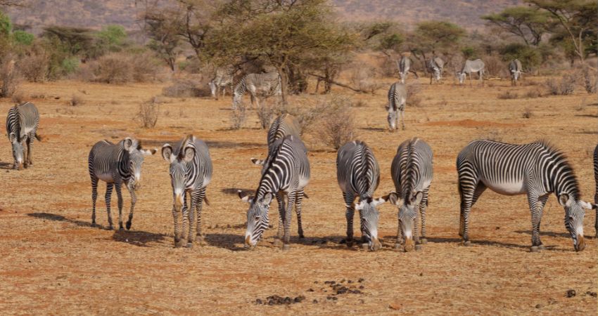 7 days of Saruni Samburu and Mara Safari Experience