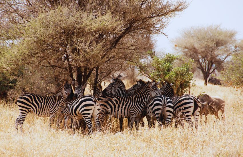 7-Day Kenya & Tanzania Safari