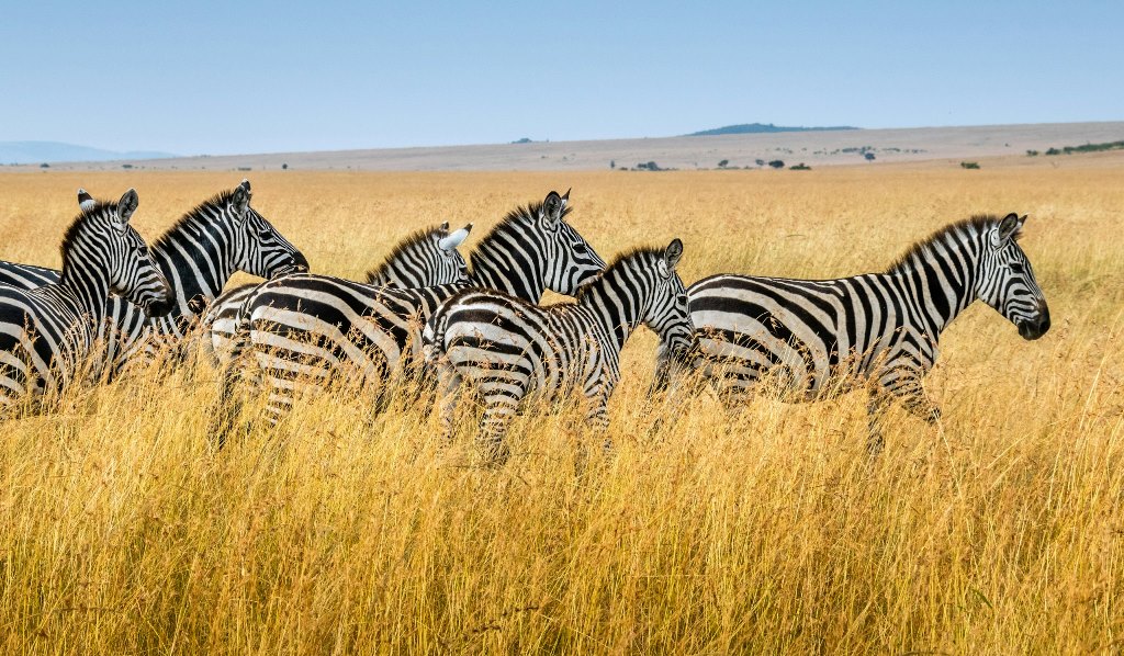 10 Days Ultimate Africa Family Safari