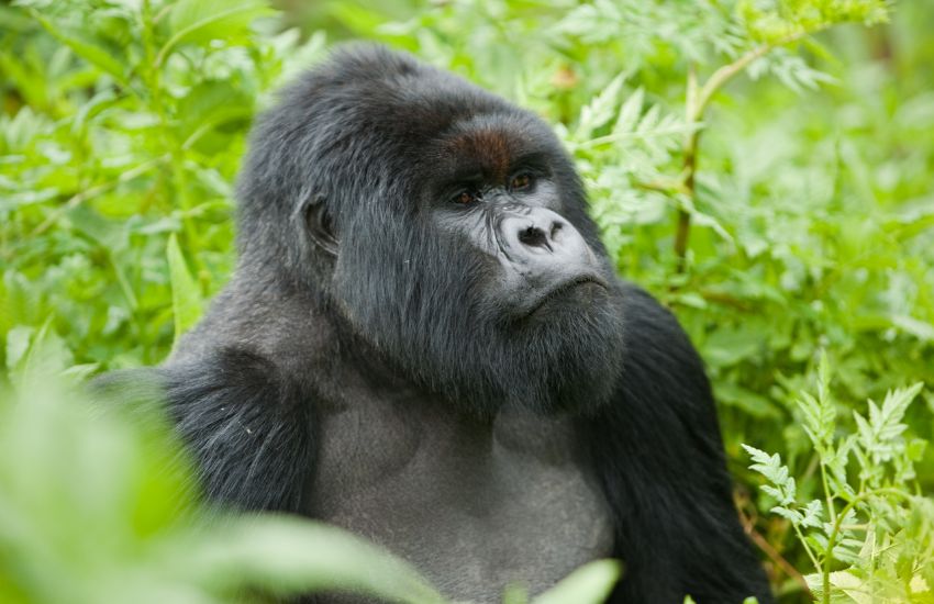 6 Days Rwanda Safari with Primates Experience