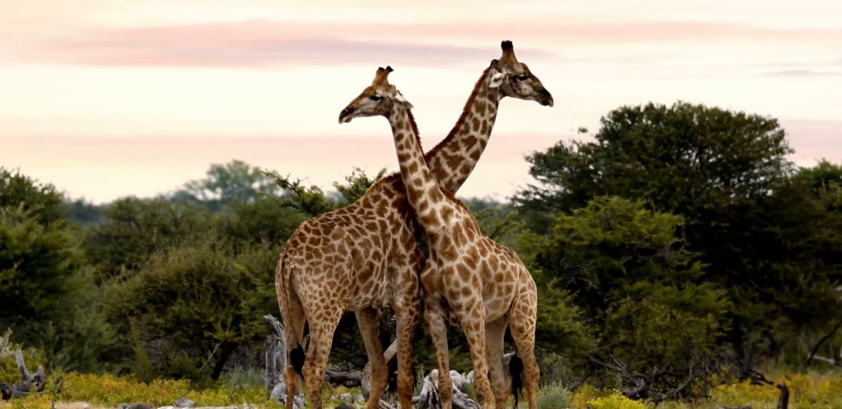 Aberdares National Park