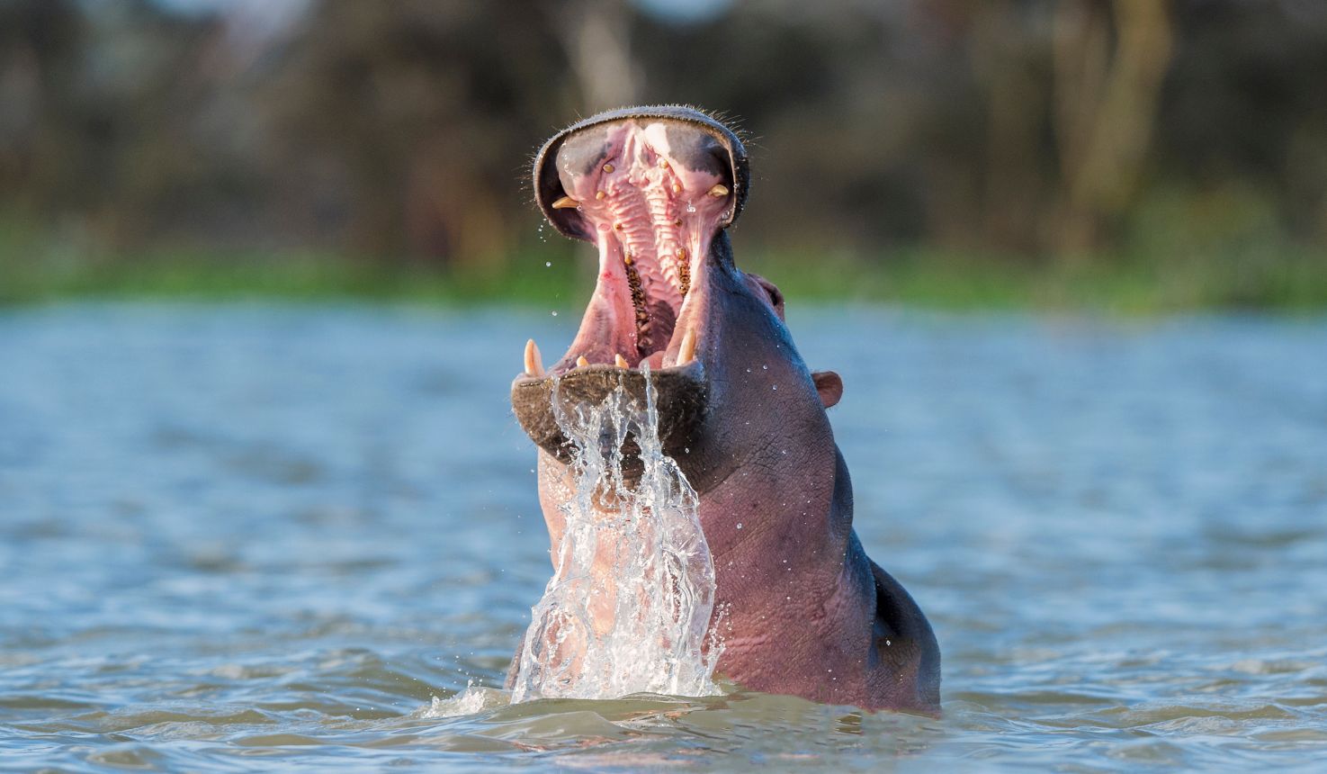 Lake Naivasha