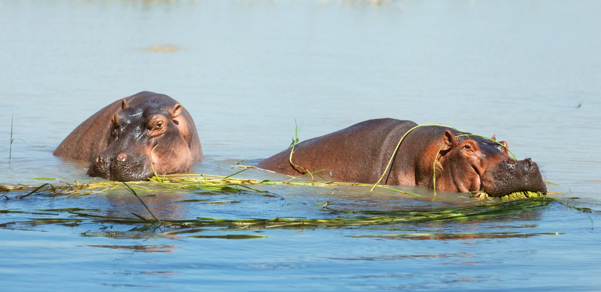 Lake Naivasha