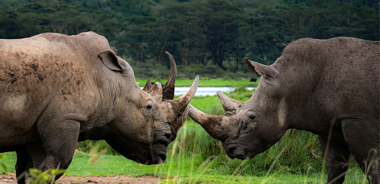 Lake Nakuru National Park