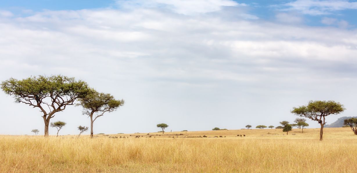 Masai Mara Blog