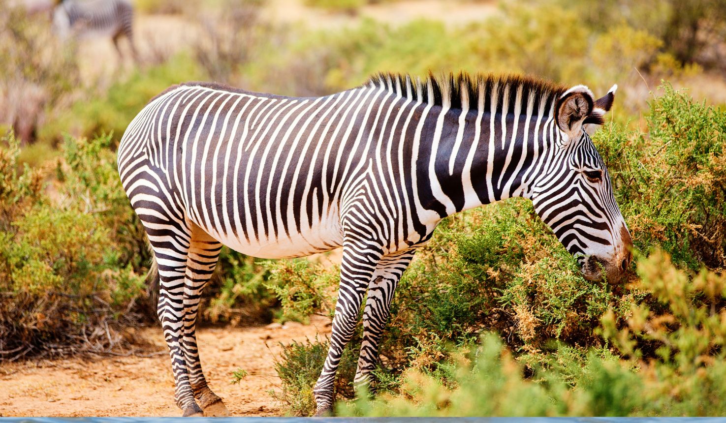 Samburu National Reserve