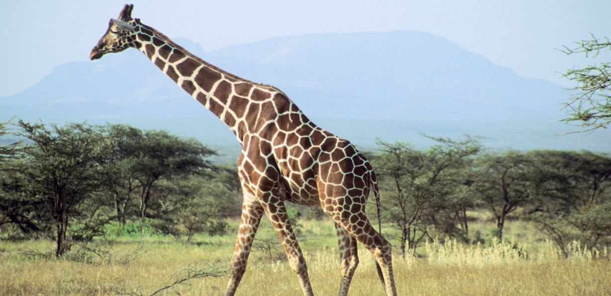 Lake Naivasha