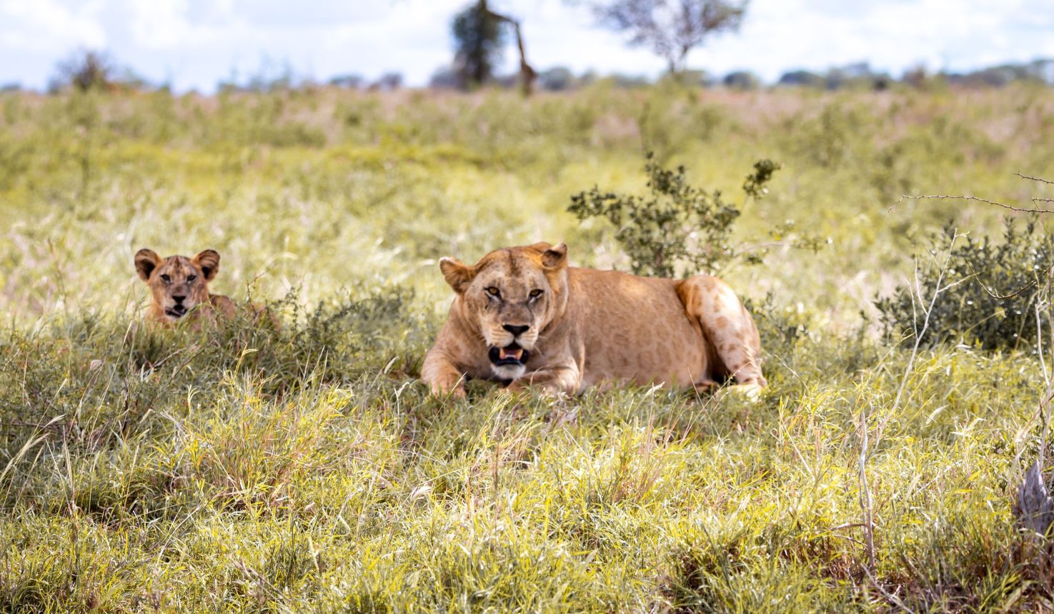 Tsavo East and West National Parks