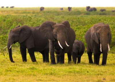 Amboseli Safari