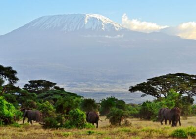 Amboseli Safari