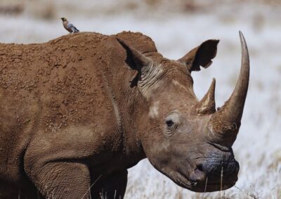 Lewa Conservancy Safari