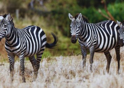 Lewa Conservancy Safari