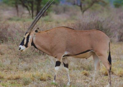 Samburu Safari