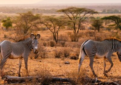 Samburu Safari