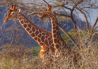 Samburu Safari