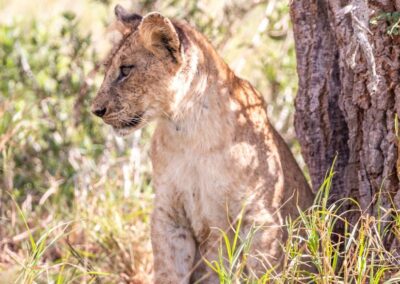 Tsavo West Safari