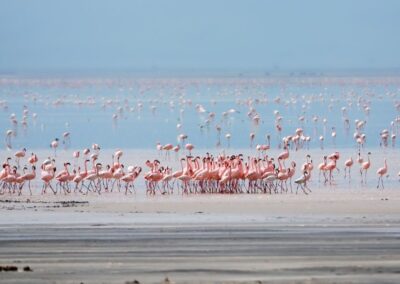 Lake Manyara Safari