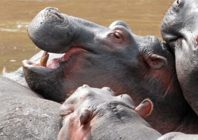 Lake Manyara Safari