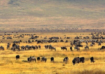 Ngorongoro Crater