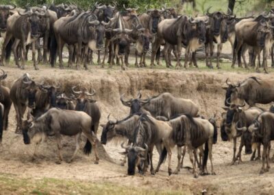 Serengeti Safari